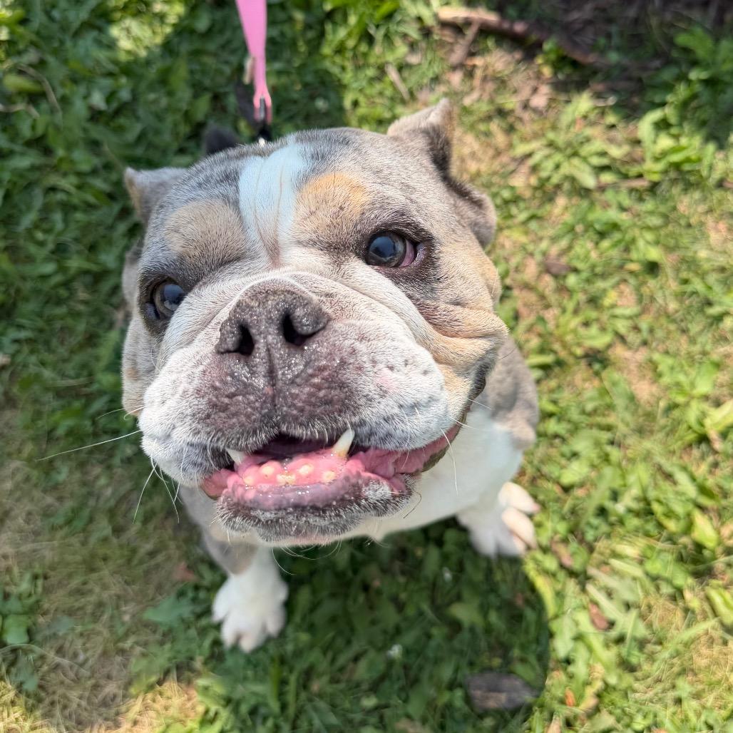 Skye - adoption pending, a Adoptable Mixed Breed in Oshkosh, WI image 5/5