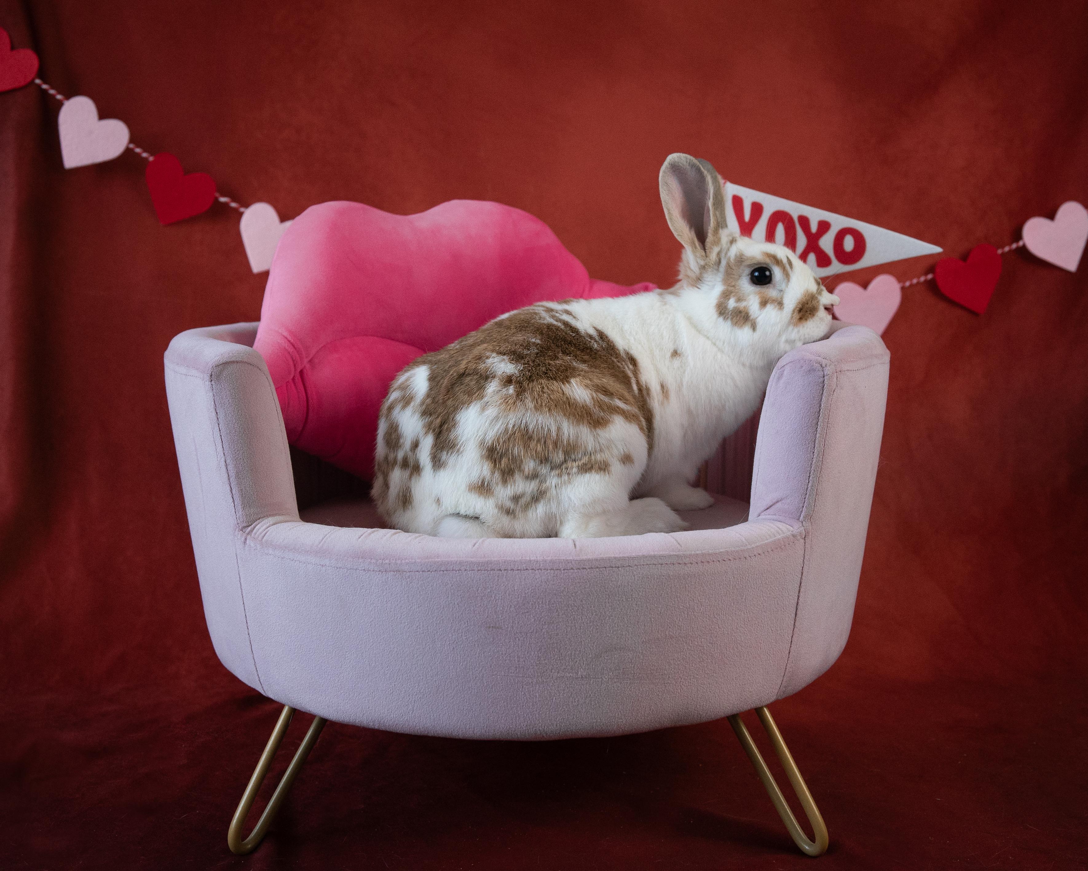 Daisy, Adult Female American