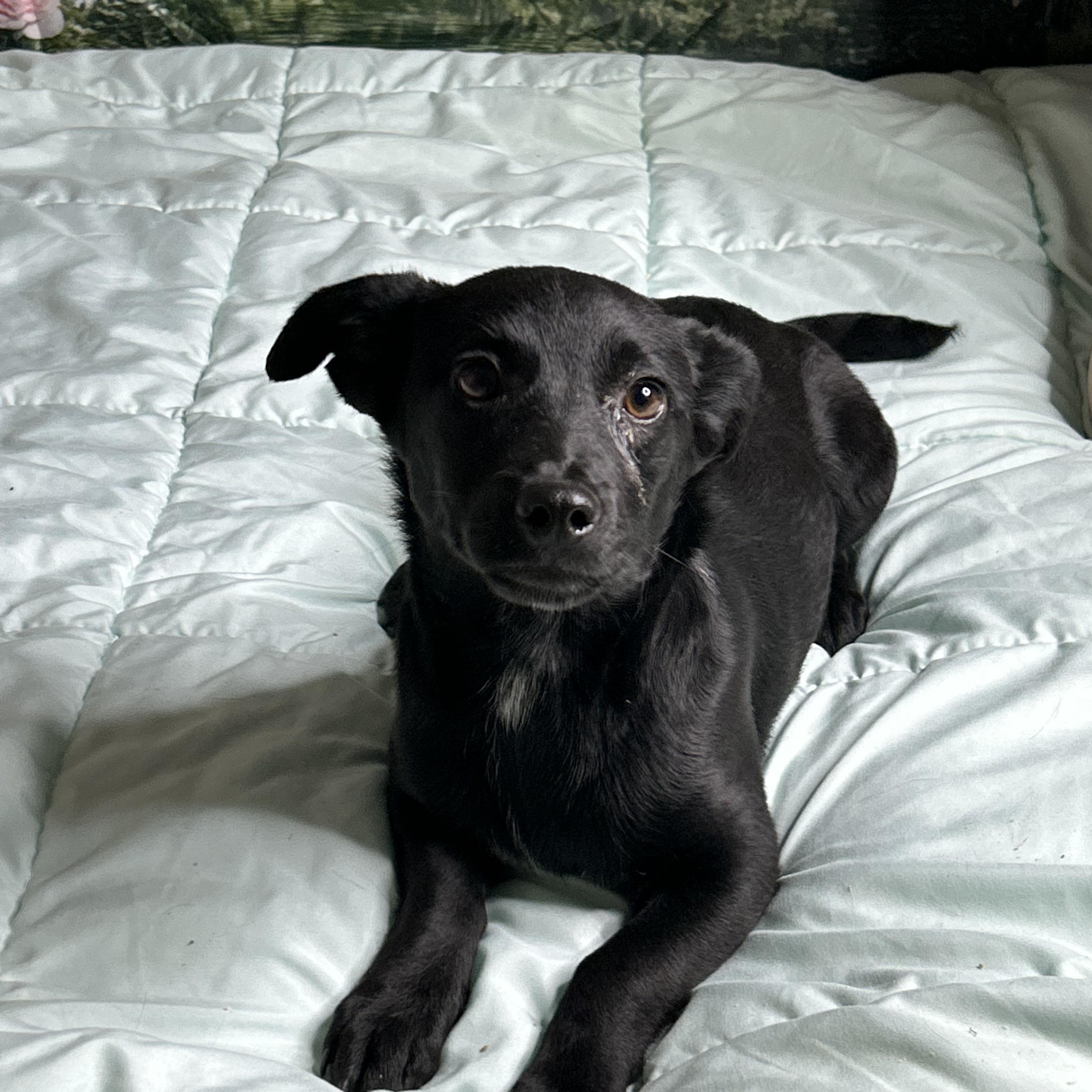 Mary, ADOPTABLE, Puppy Female Labrador Retriever & Dachshund.
