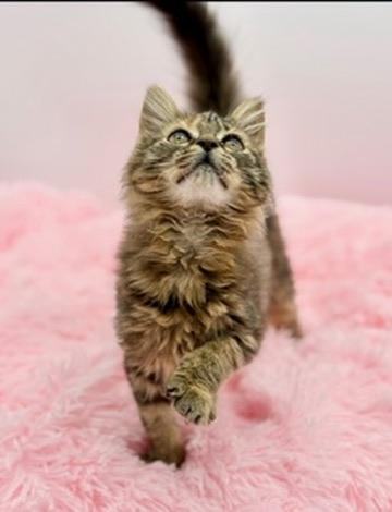 Enlarge Madleen, an adopted mixed breed in Covington, LA image 6/6