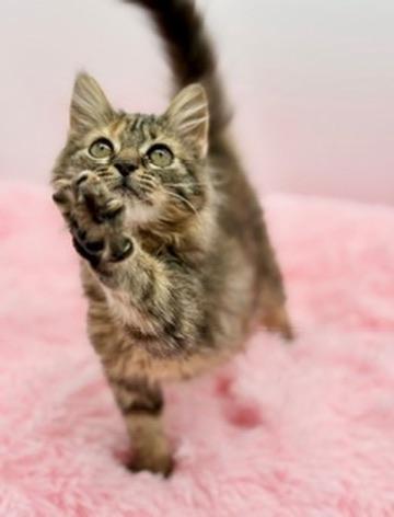 Enlarge Madleen, an adopted mixed breed in Covington, LA image 4/6