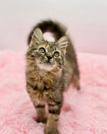 Enlarge Madleen, an adopted mixed breed in Covington, LA image 5/6