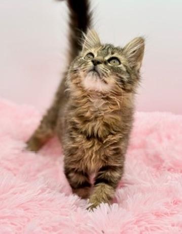 Madleen, adopted, Kitten Female Maine Coon & Domestic Long Hair.