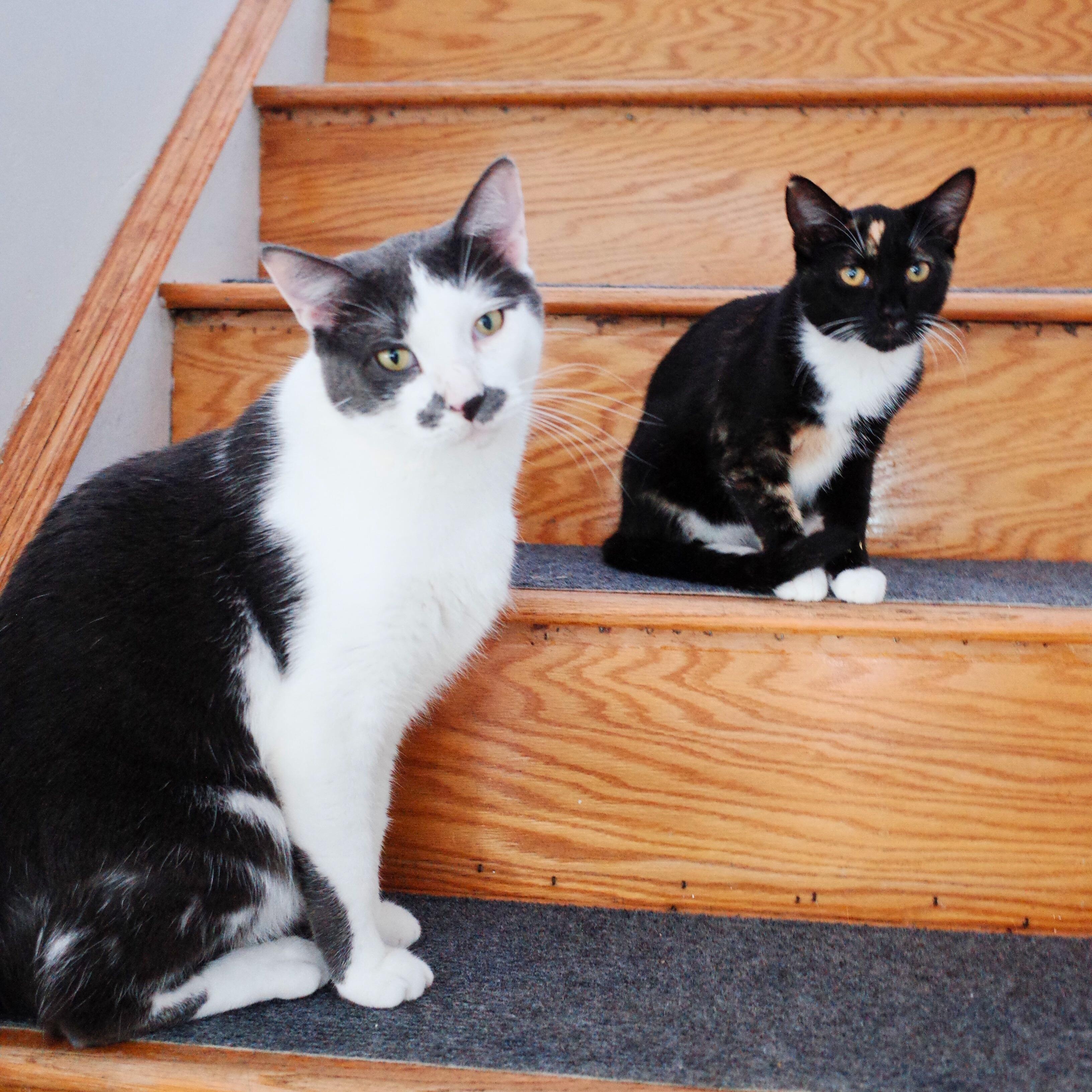 Enlarge Chester, a Adoptable Domestic Short Hair in Kew Gardens, NY image 4/5