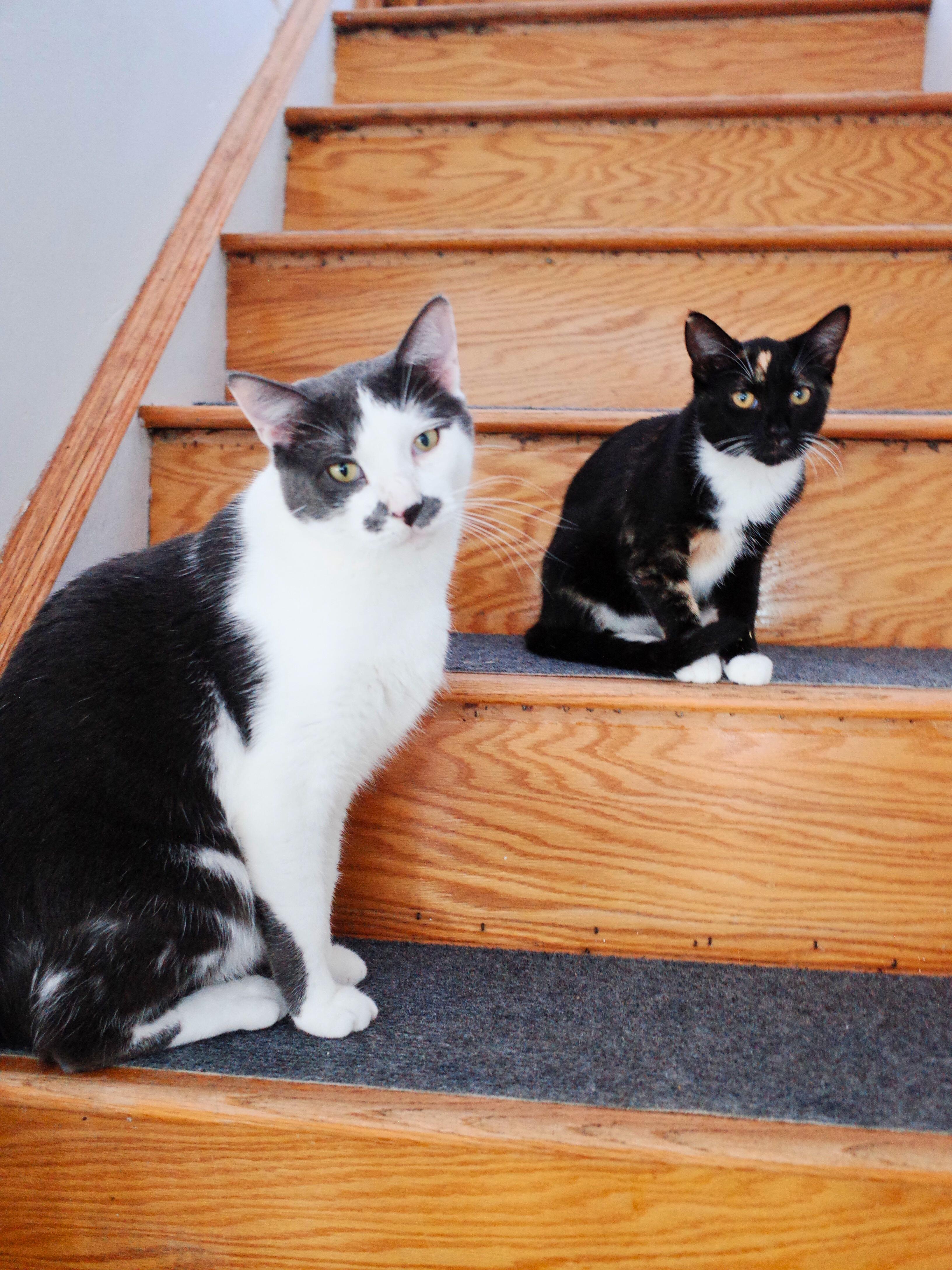 Chester, a Adoptable Domestic Short Hair in Kew Gardens, NY image 3/4