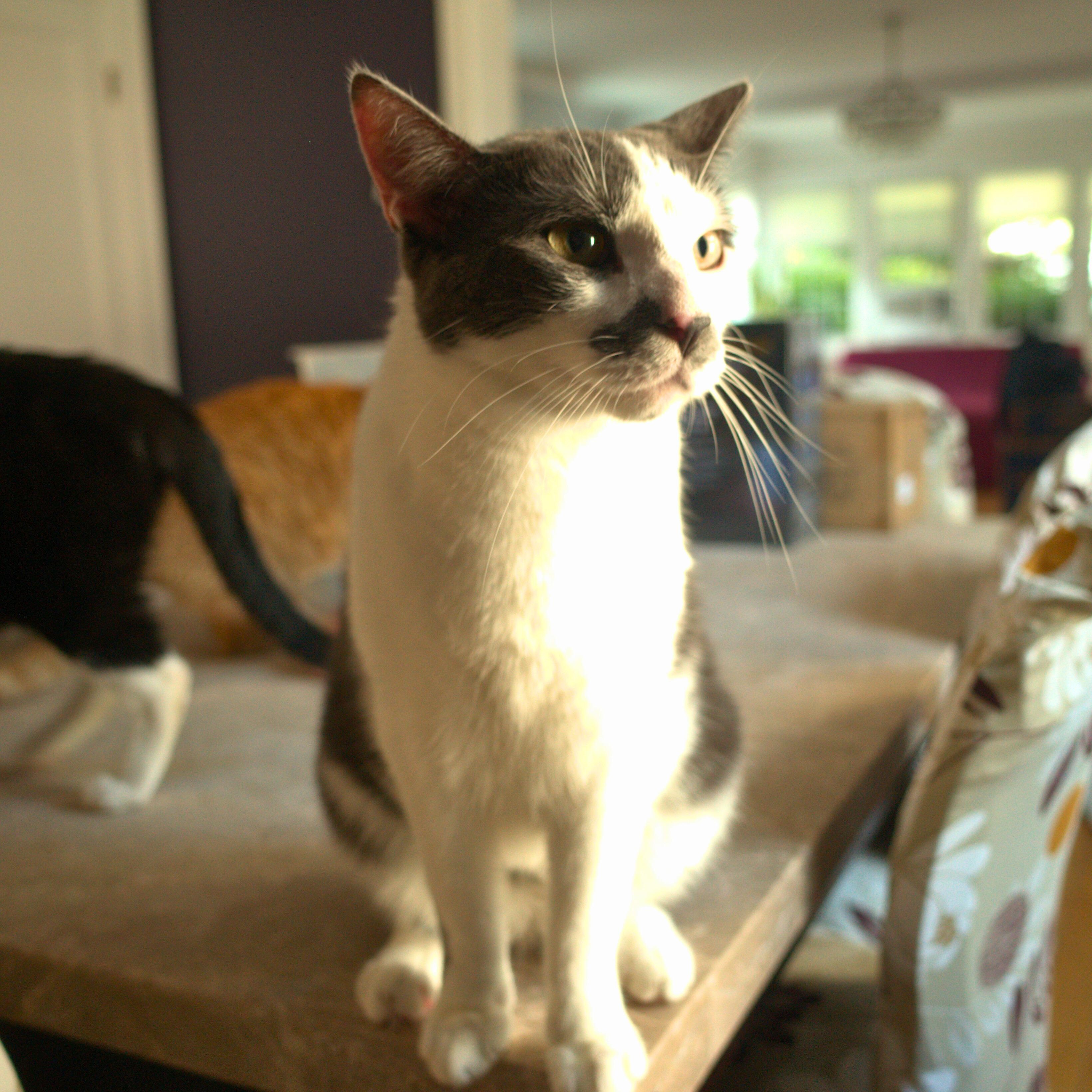 Chester, a Adoptable Domestic Short Hair in Kew Gardens, NY image 4/4