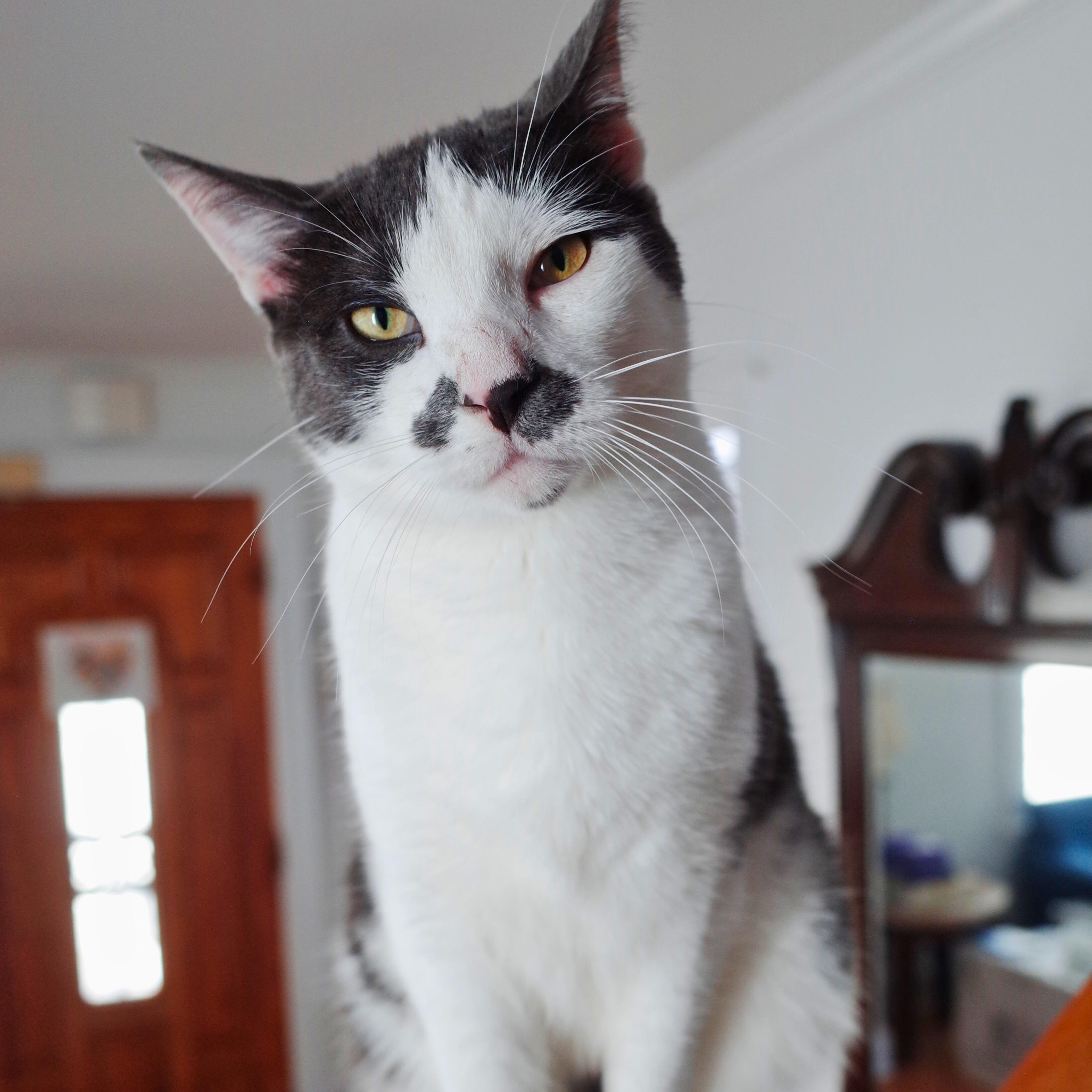 Chester, Adoptable, Adult Male Domestic Short Hair.