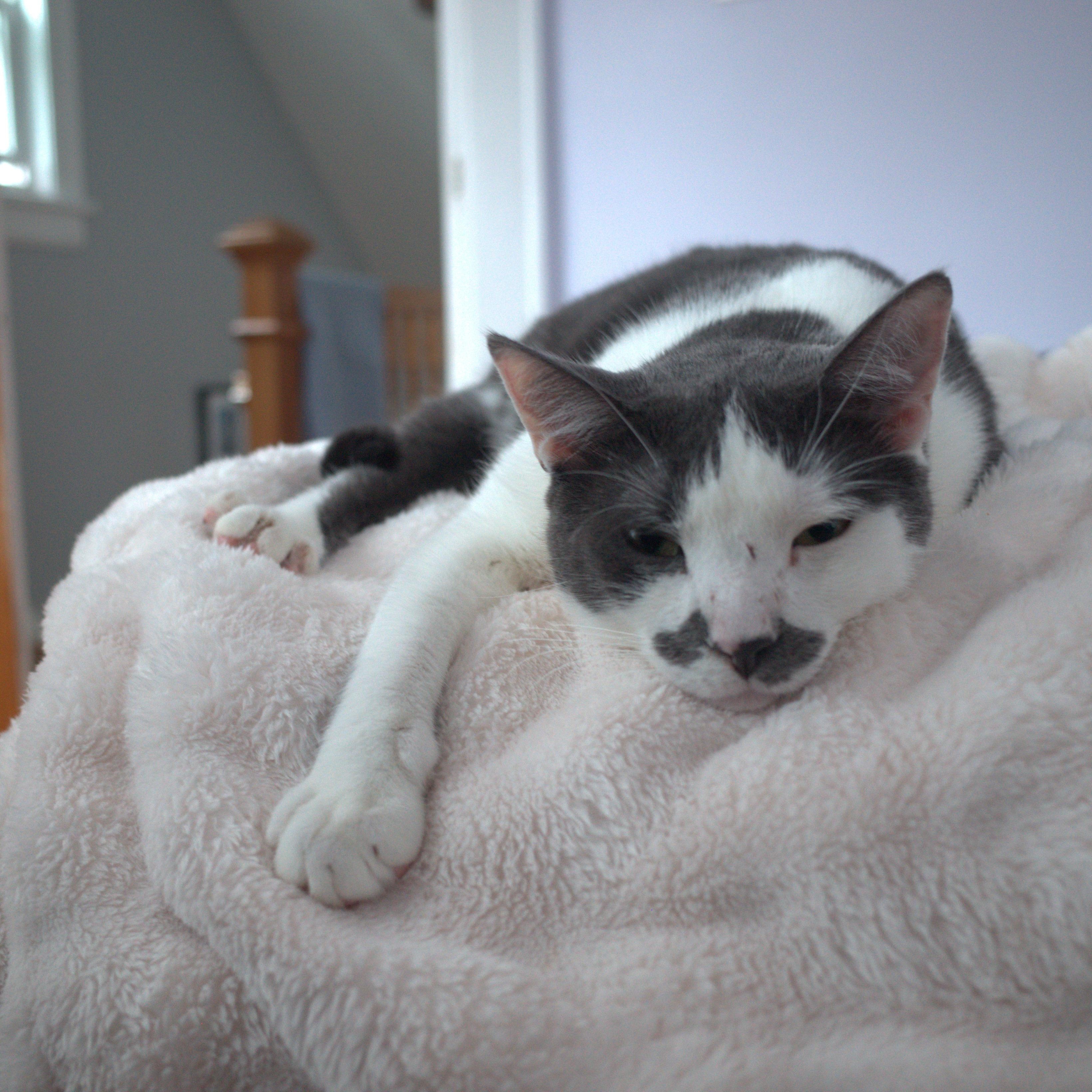 Chester, Adoptable, Adult Male Domestic Short Hair.