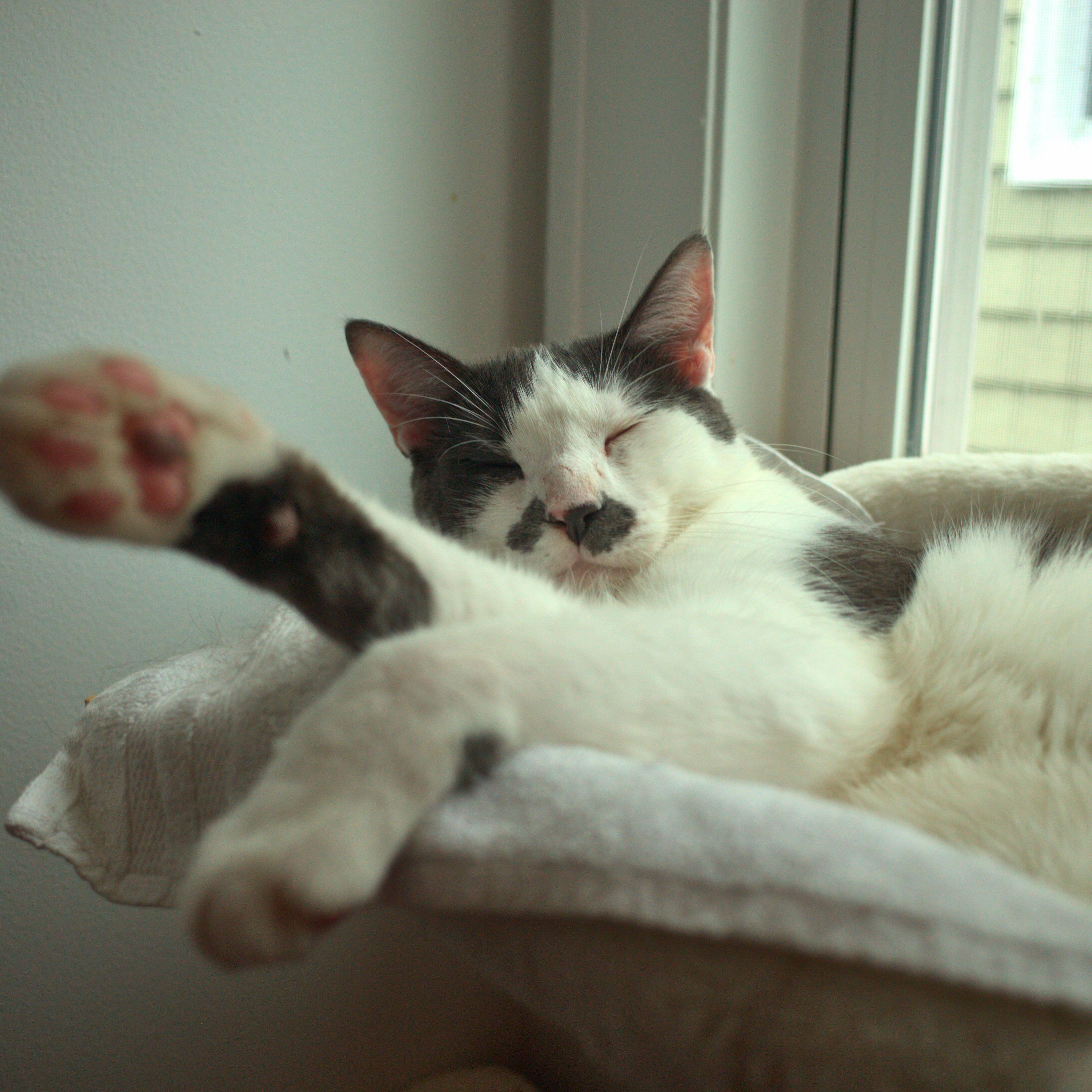 Chester, a Adoptable Domestic Short Hair in Kew Gardens, NY image 2/4