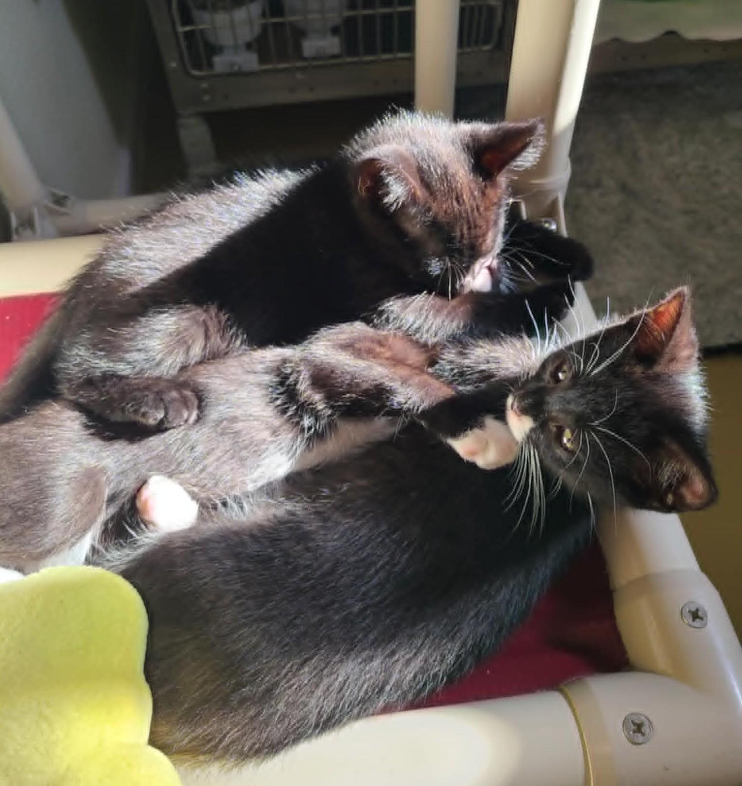LASER, a ADOPTABLE Domestic Short Hair in La Crescent, MN image 5/6