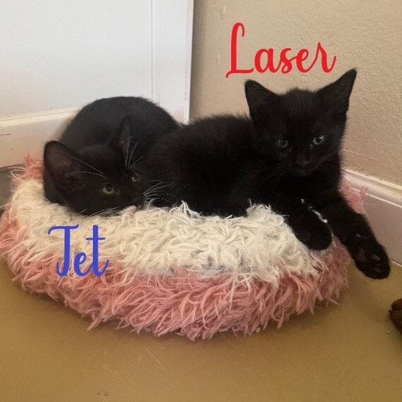 LASER, a ADOPTABLE Domestic Short Hair in La Crescent, MN image 3/6