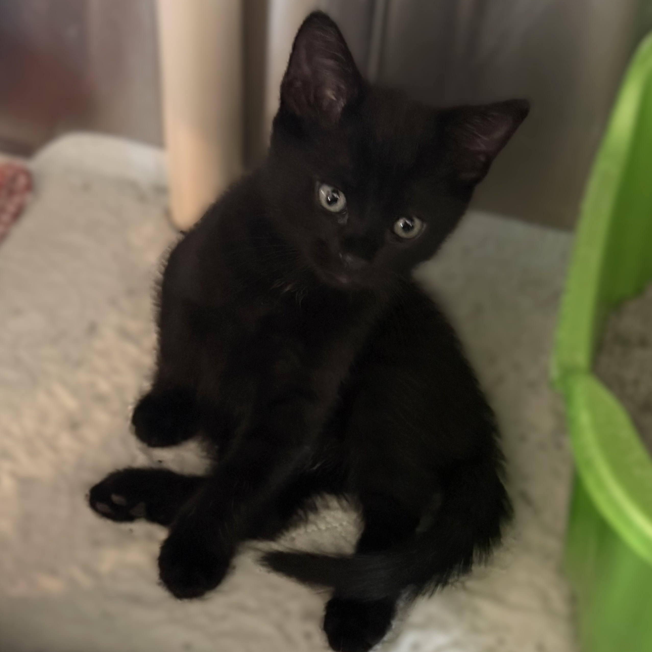LASER, a ADOPTABLE Domestic Short Hair in La Crescent, MN image 2/6