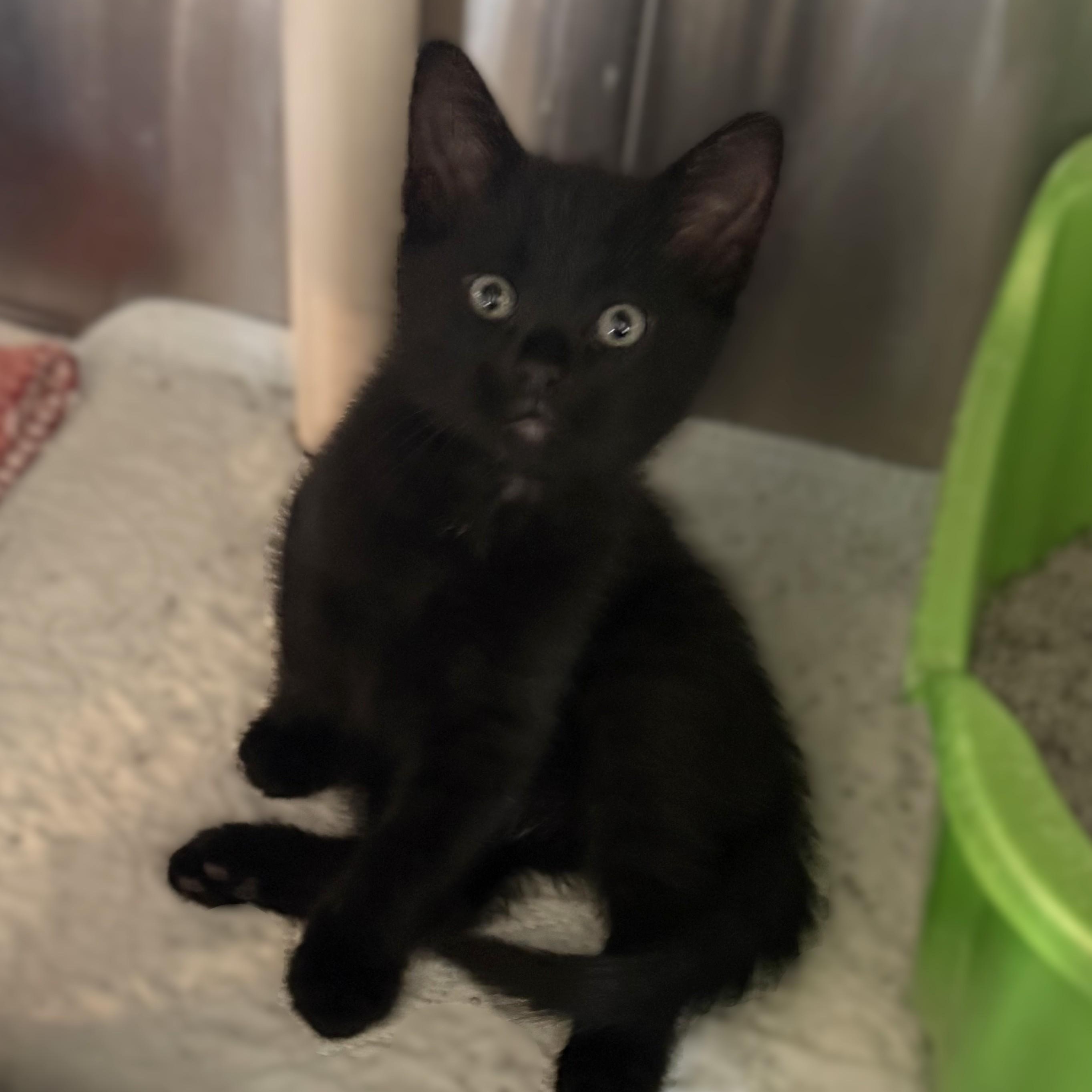 LASER, a ADOPTABLE Domestic Short Hair in La Crescent, MN image 1/6