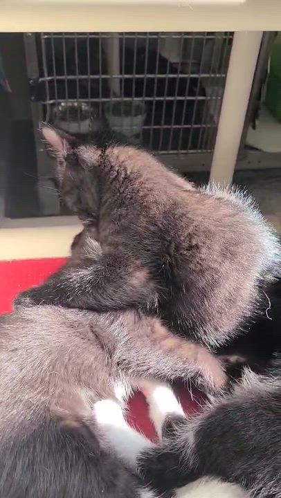 Enlarge LASER, a ADOPTABLE Domestic Short Hair in La Crescent, MN video 6/6