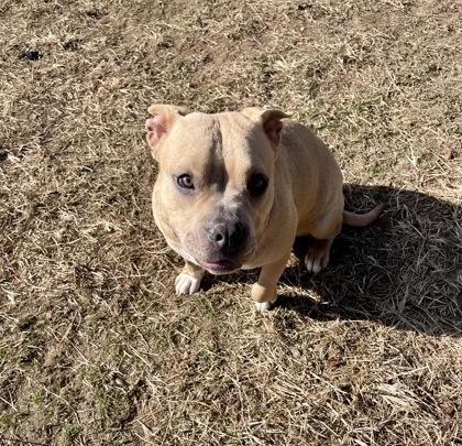 Enlarge Storm, a Adoptable mixed breed in Mishawaka, IN image 5/6