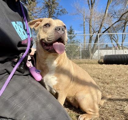 Enlarge Storm, a Adoptable mixed breed in Mishawaka, IN image 2/6