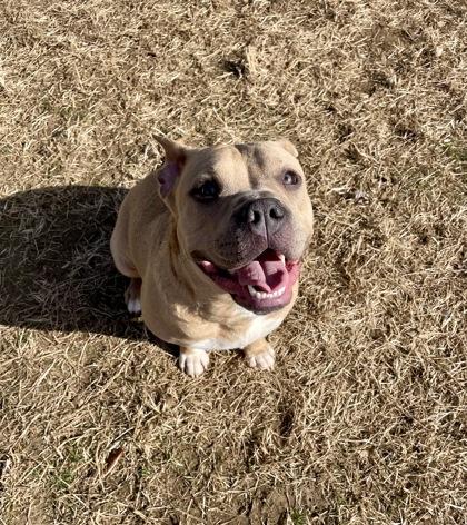 Storm, Adoptable, Adult Female Mixed Breed.