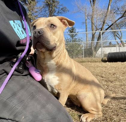 Enlarge Storm, a Adoptable mixed breed in Mishawaka, IN image 4/6