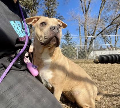 Enlarge Storm, a Adoptable mixed breed in Mishawaka, IN image 6/6