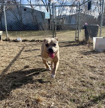Enlarge Storm, a Adoptable mixed breed in Mishawaka, IN image 3/6