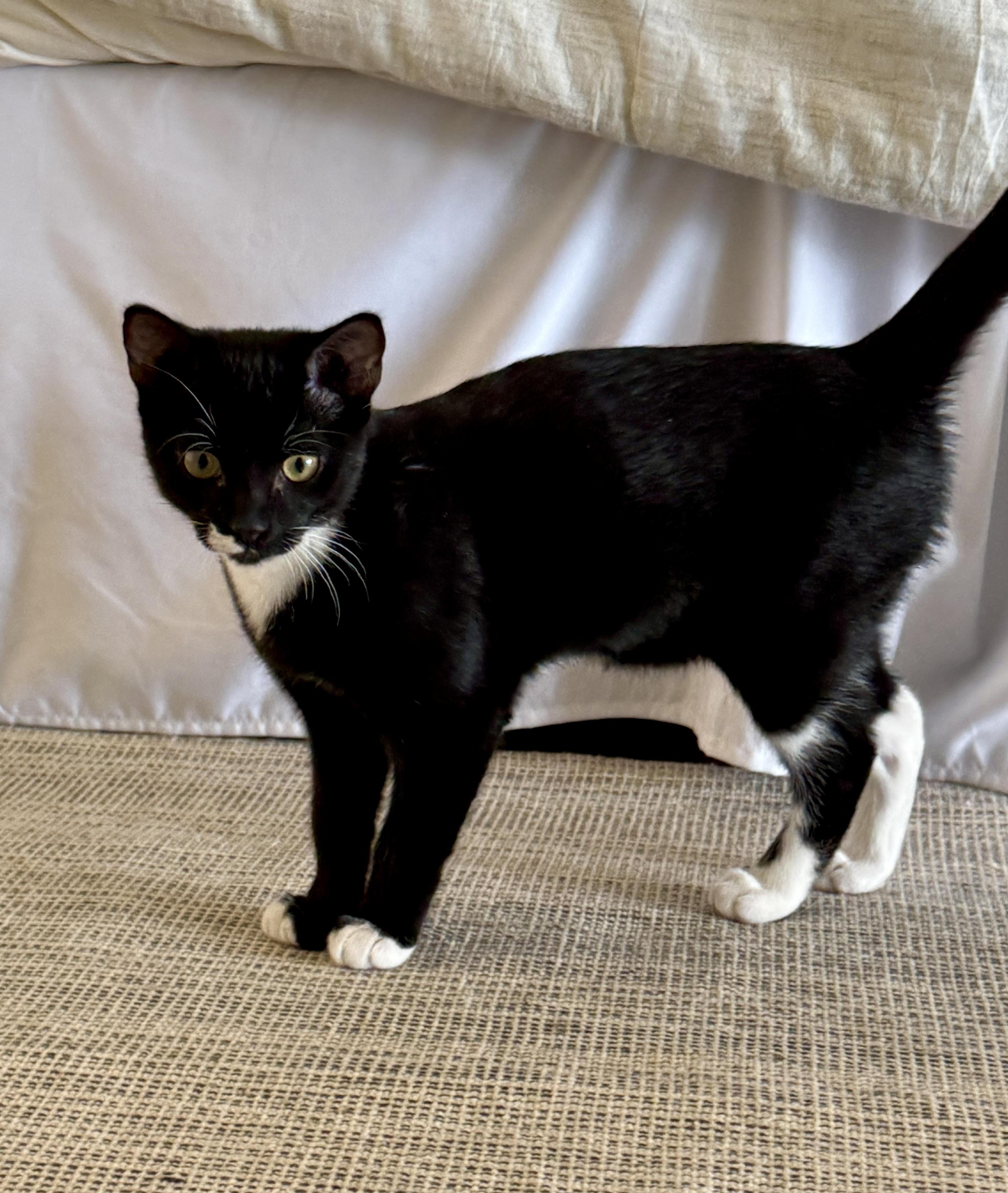 Enlarge Rizzo, a ADOPTABLE Tuxedo in Waxhaw, NC image 1/6