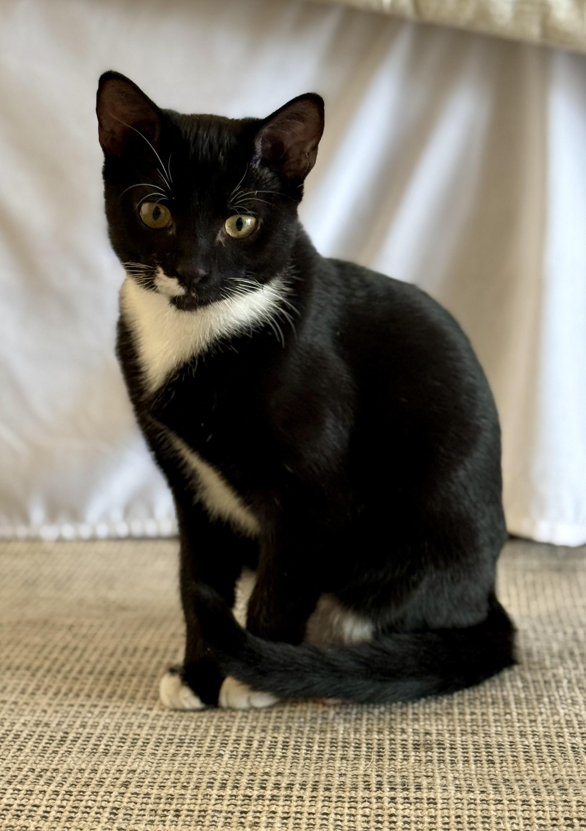 Enlarge Rizzo, a ADOPTABLE Tuxedo in Waxhaw, NC image 2/6