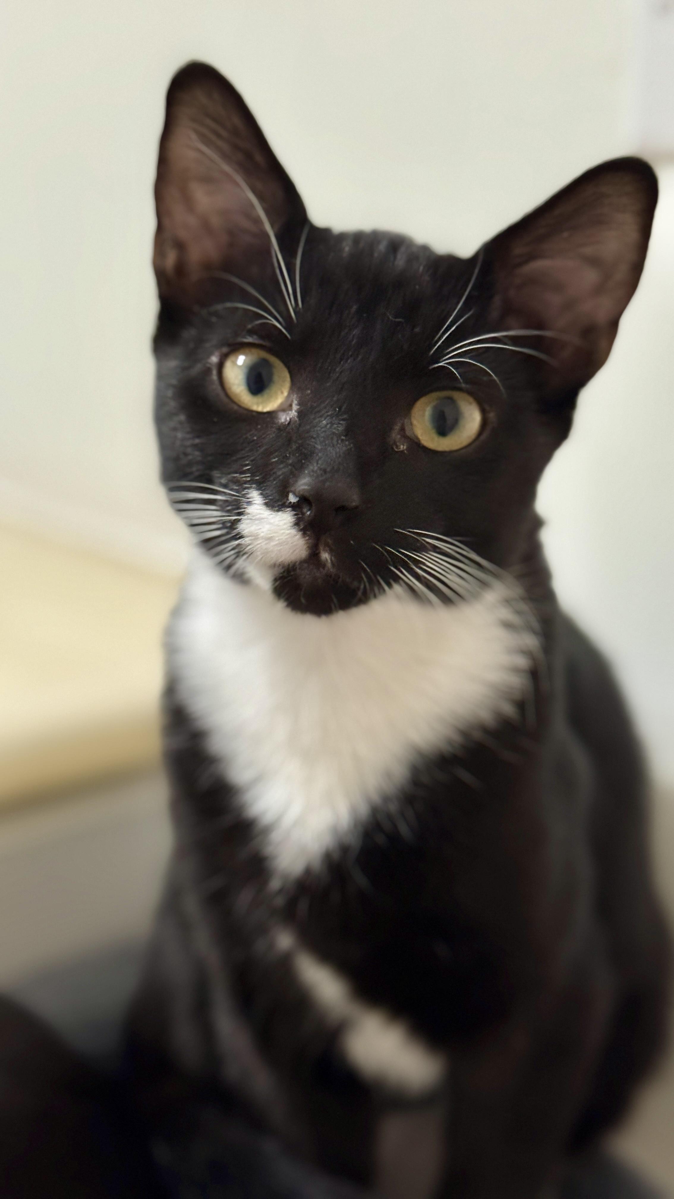 Enlarge Rizzo, a ADOPTABLE Tuxedo in Waxhaw, NC image 3/6