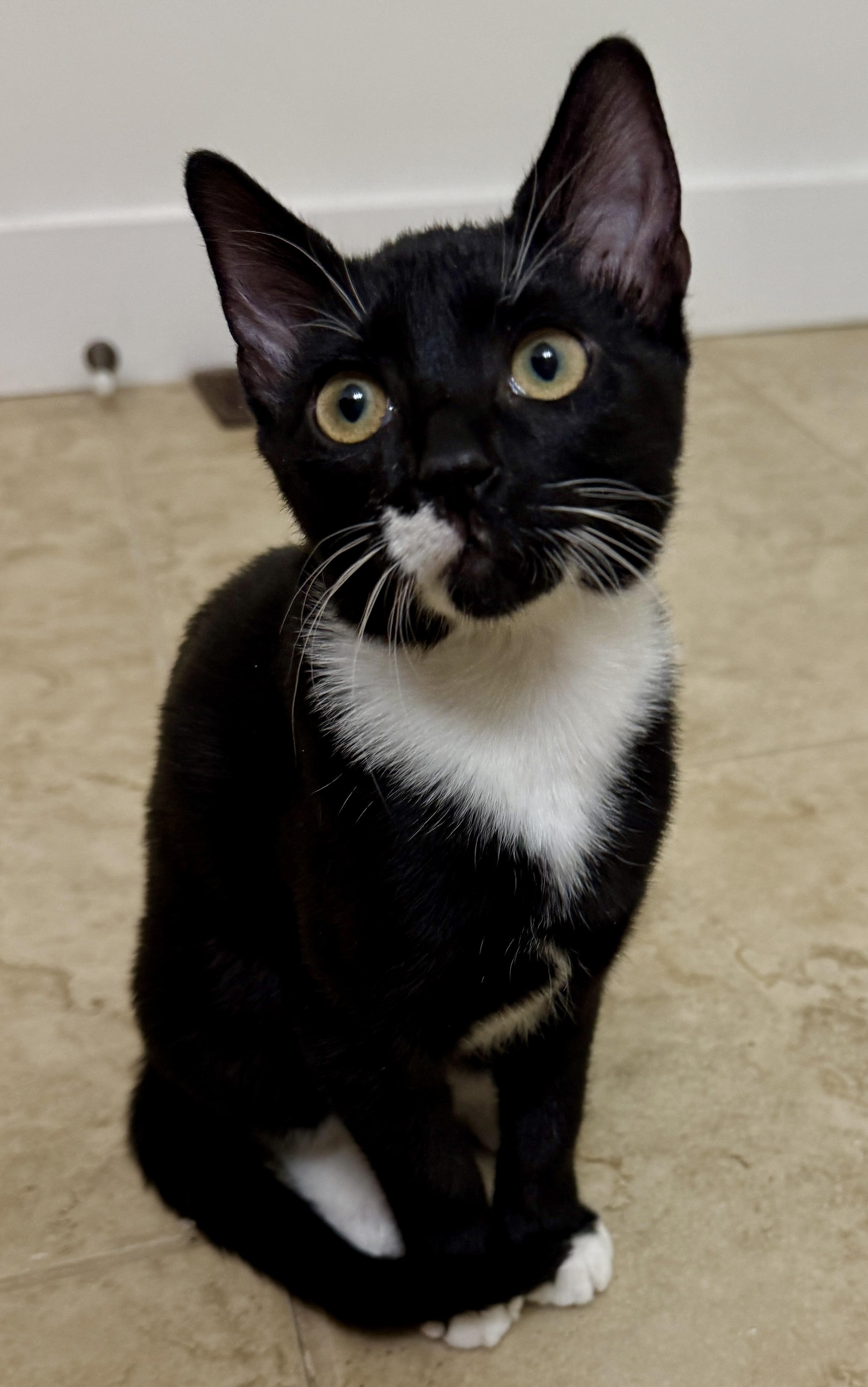Enlarge Rizzo, a ADOPTABLE Tuxedo in Waxhaw, NC image 5/6