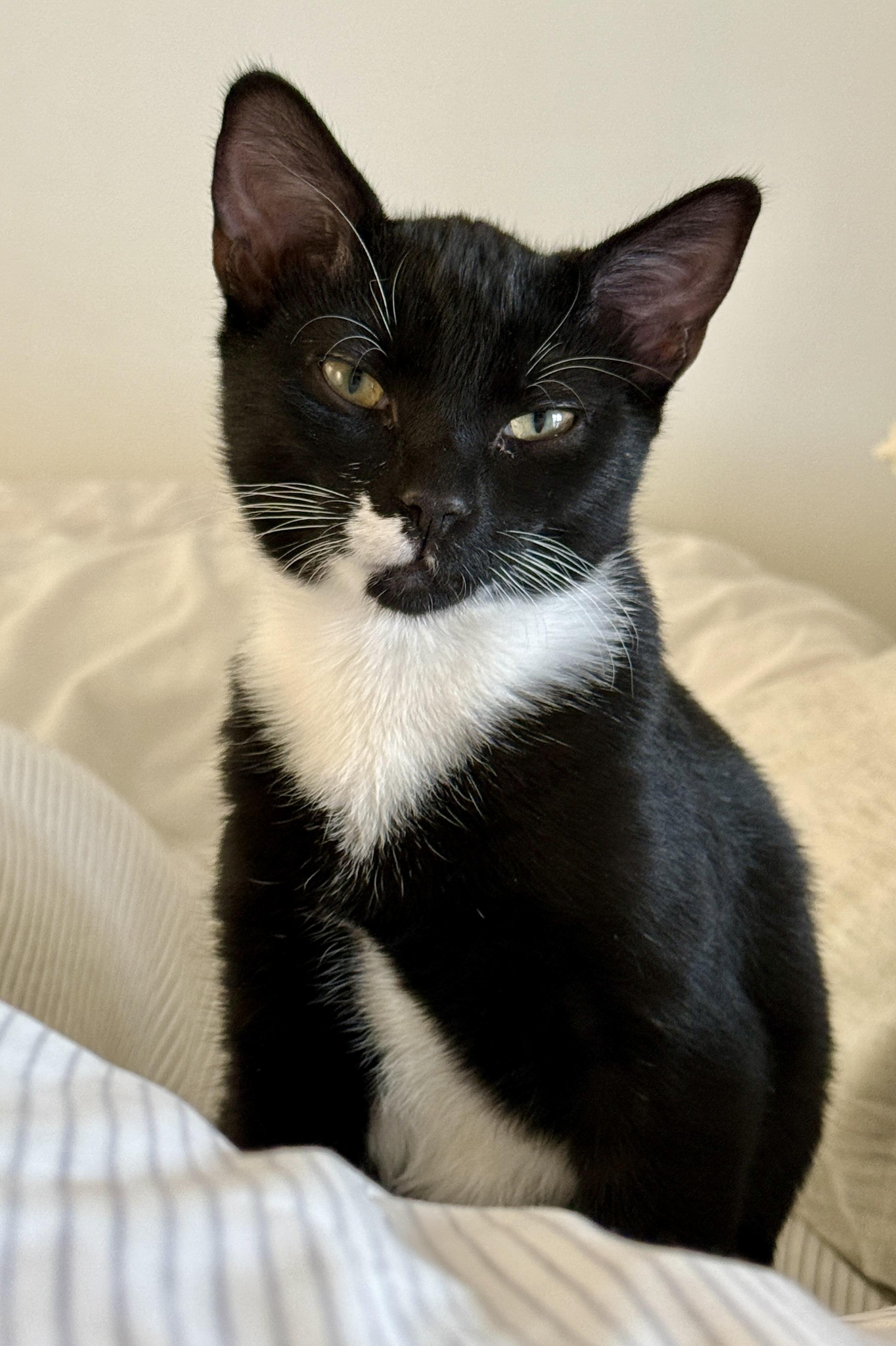 Enlarge Rizzo, a ADOPTABLE Tuxedo in Waxhaw, NC image 6/6