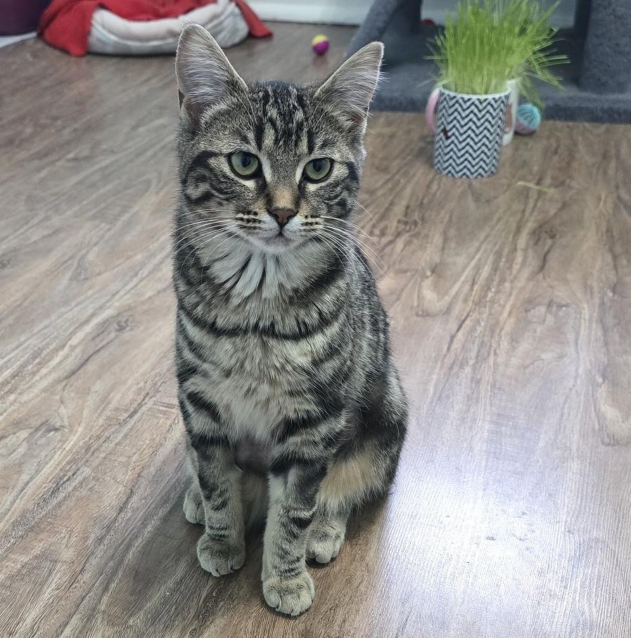 Enlarge Evie, a ADOPTABLE Domestic Short Hair in Guelph, ON image 5/6