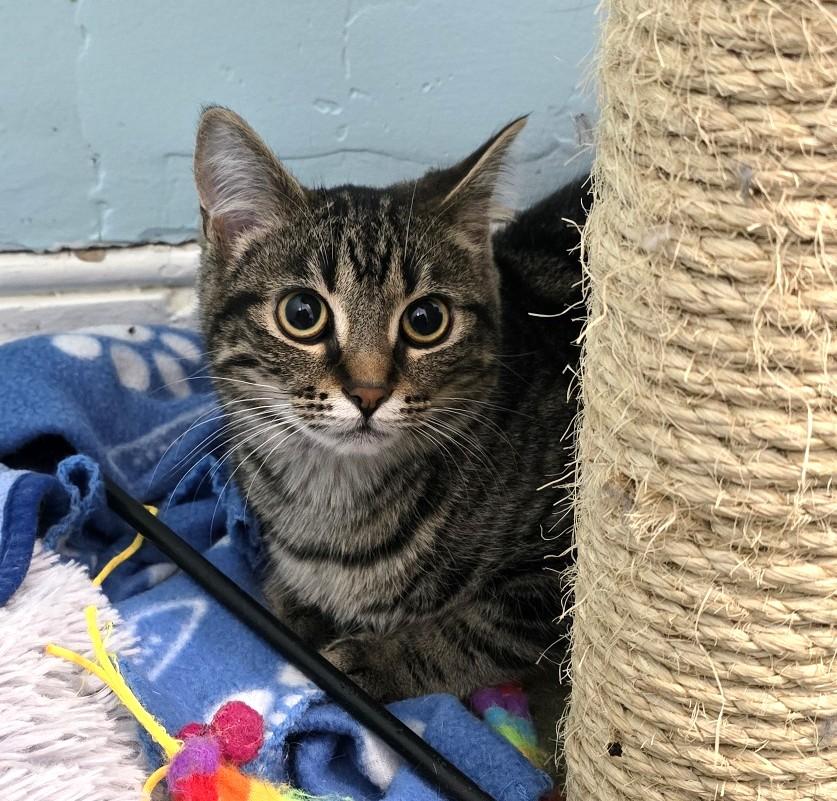 Enlarge Evie, a ADOPTABLE Domestic Short Hair in Guelph, ON image 3/6