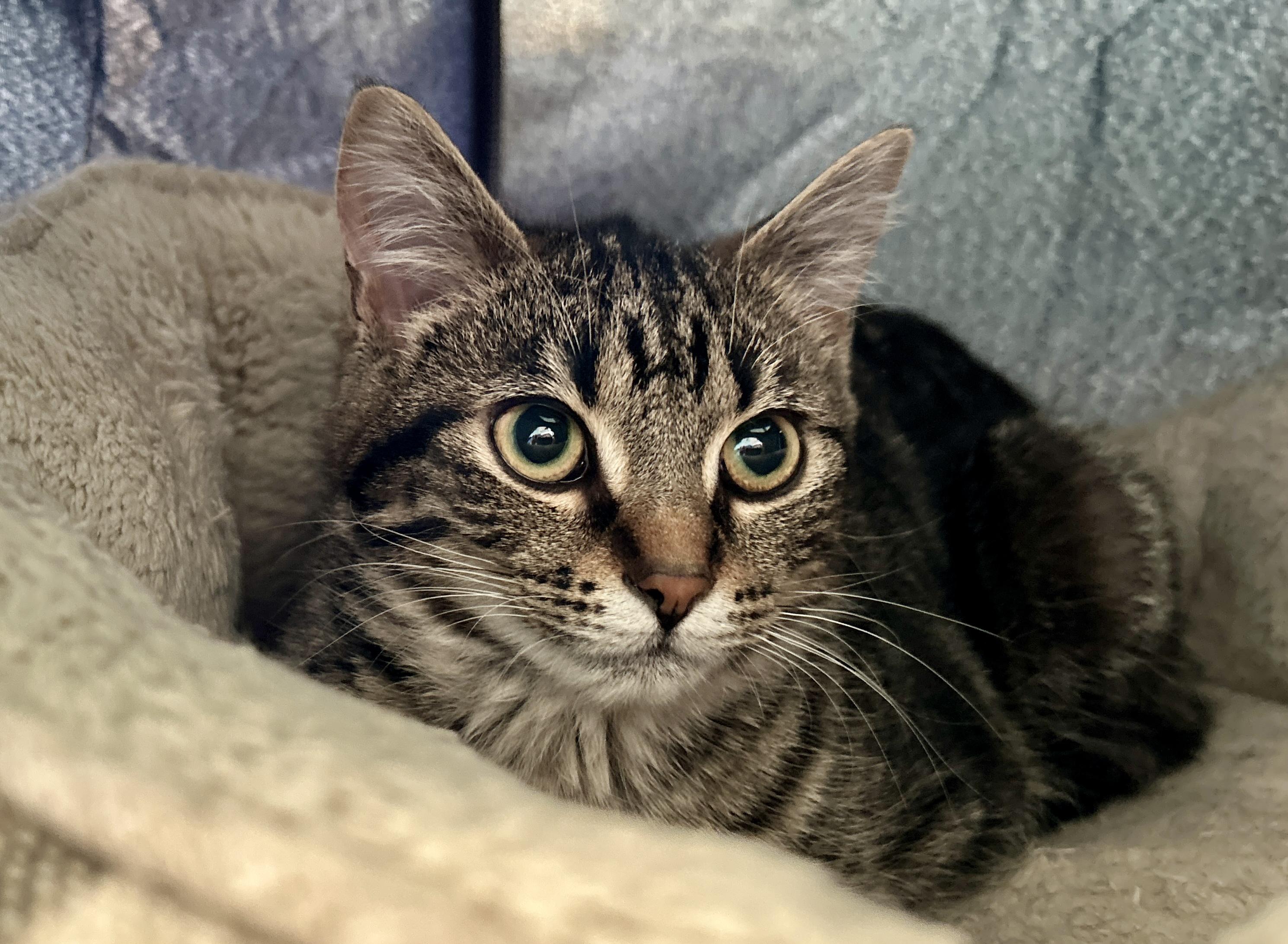 Enlarge Evie, a ADOPTABLE Domestic Short Hair in Guelph, ON image 6/6