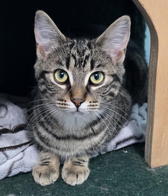 Enlarge Evie, a ADOPTABLE Domestic Short Hair in Guelph, ON image 2/6