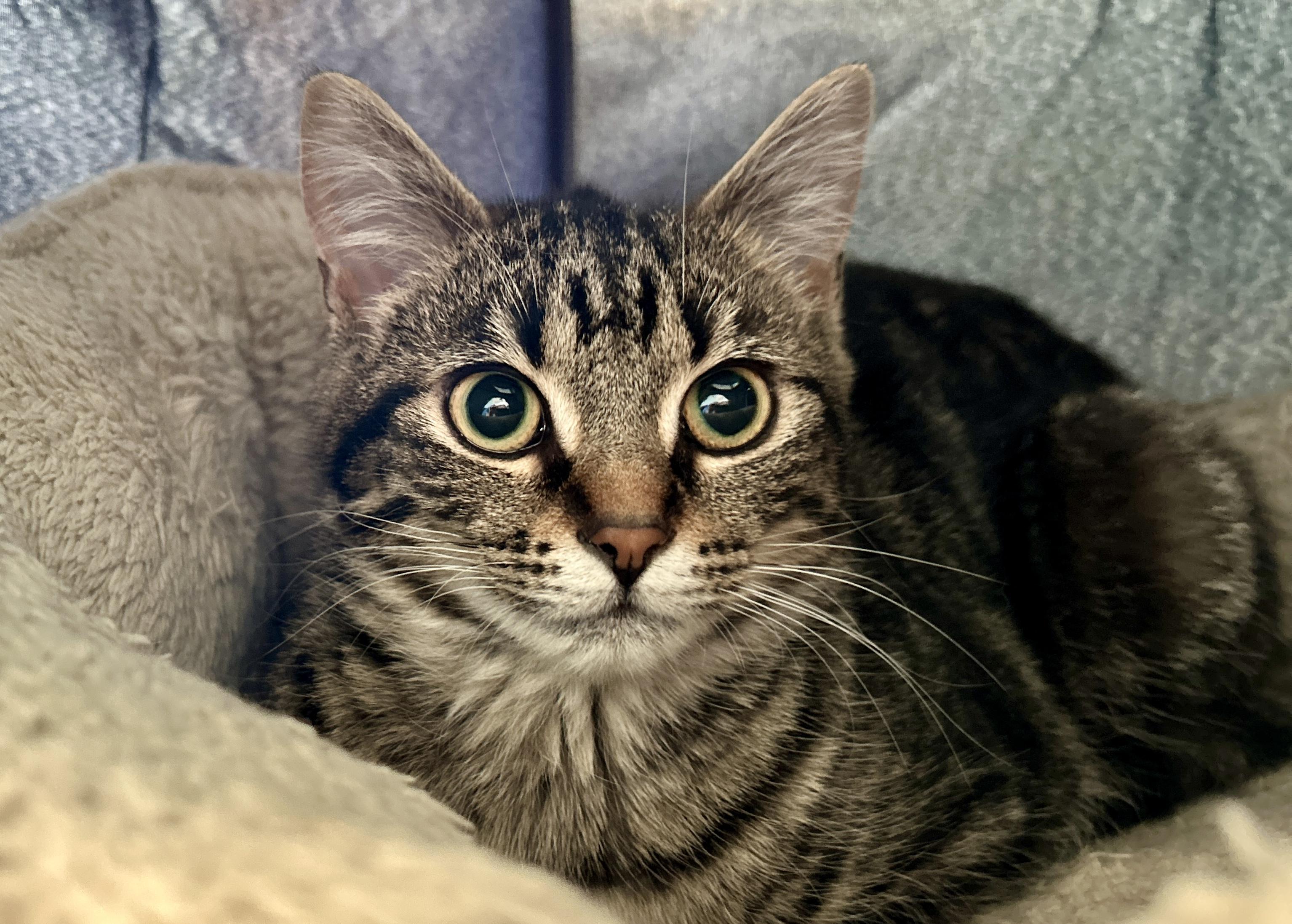 Enlarge Evie, a ADOPTABLE Domestic Short Hair in Guelph, ON image 4/6