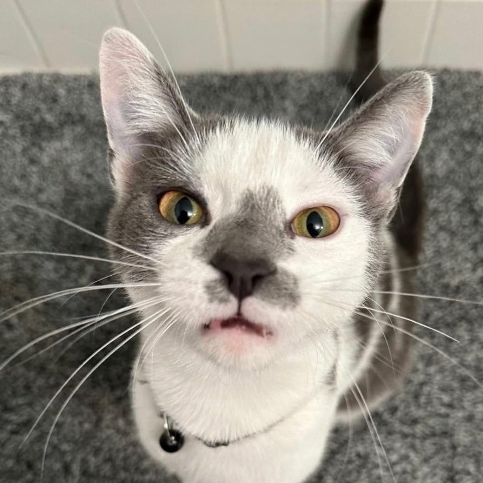 Enlarge Church & Gizmo, a Adoptable Domestic Short Hair in Sewell, NJ image 5/6