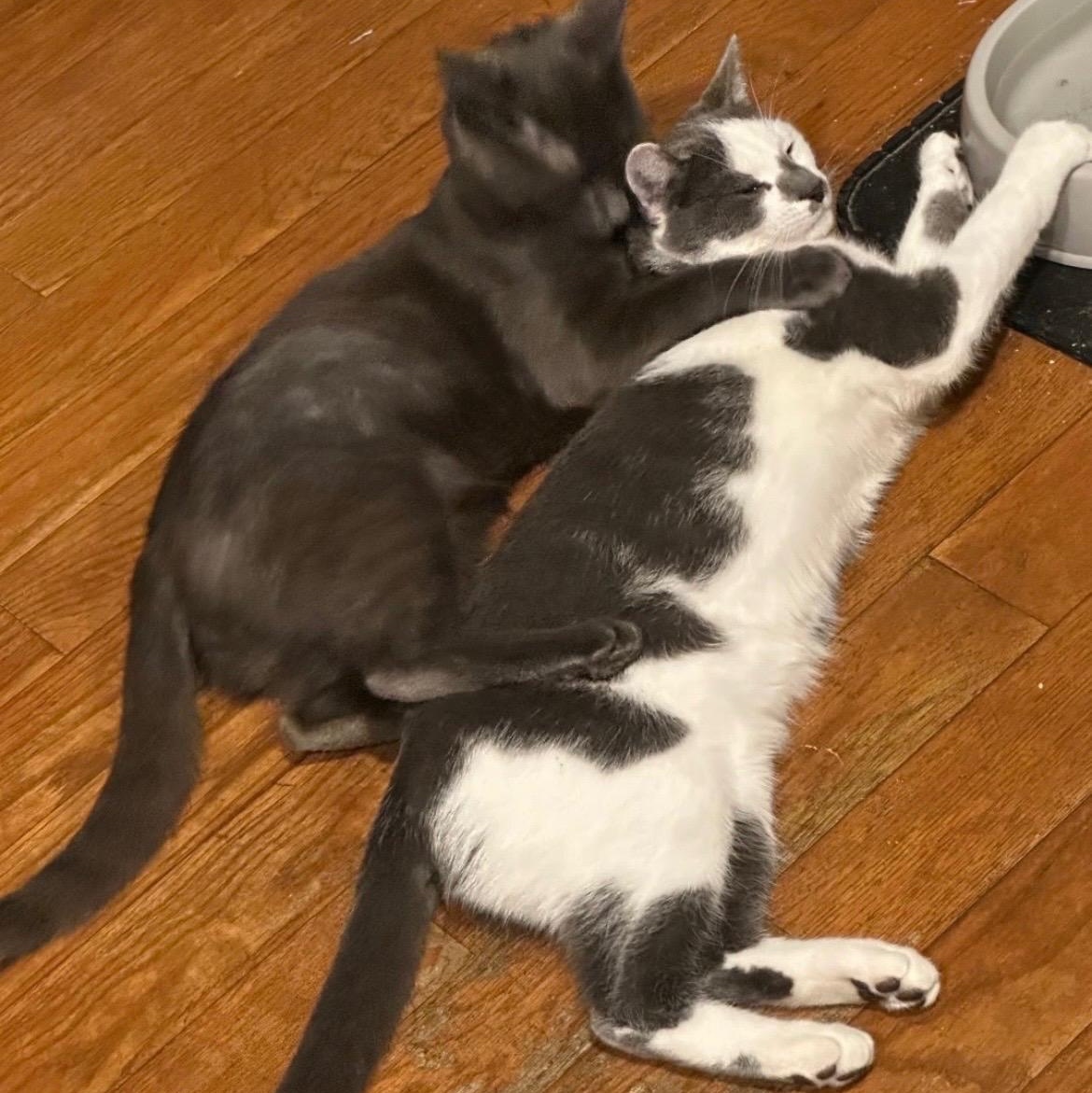 Enlarge Church & Gizmo, a Adoptable Domestic Short Hair in Sewell, NJ image 6/6