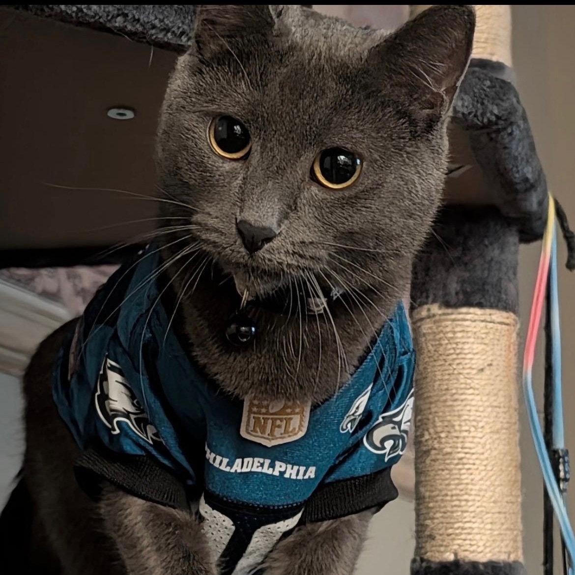 Enlarge Church & Gizmo, a Adoptable Domestic Short Hair in Sewell, NJ image 3/6