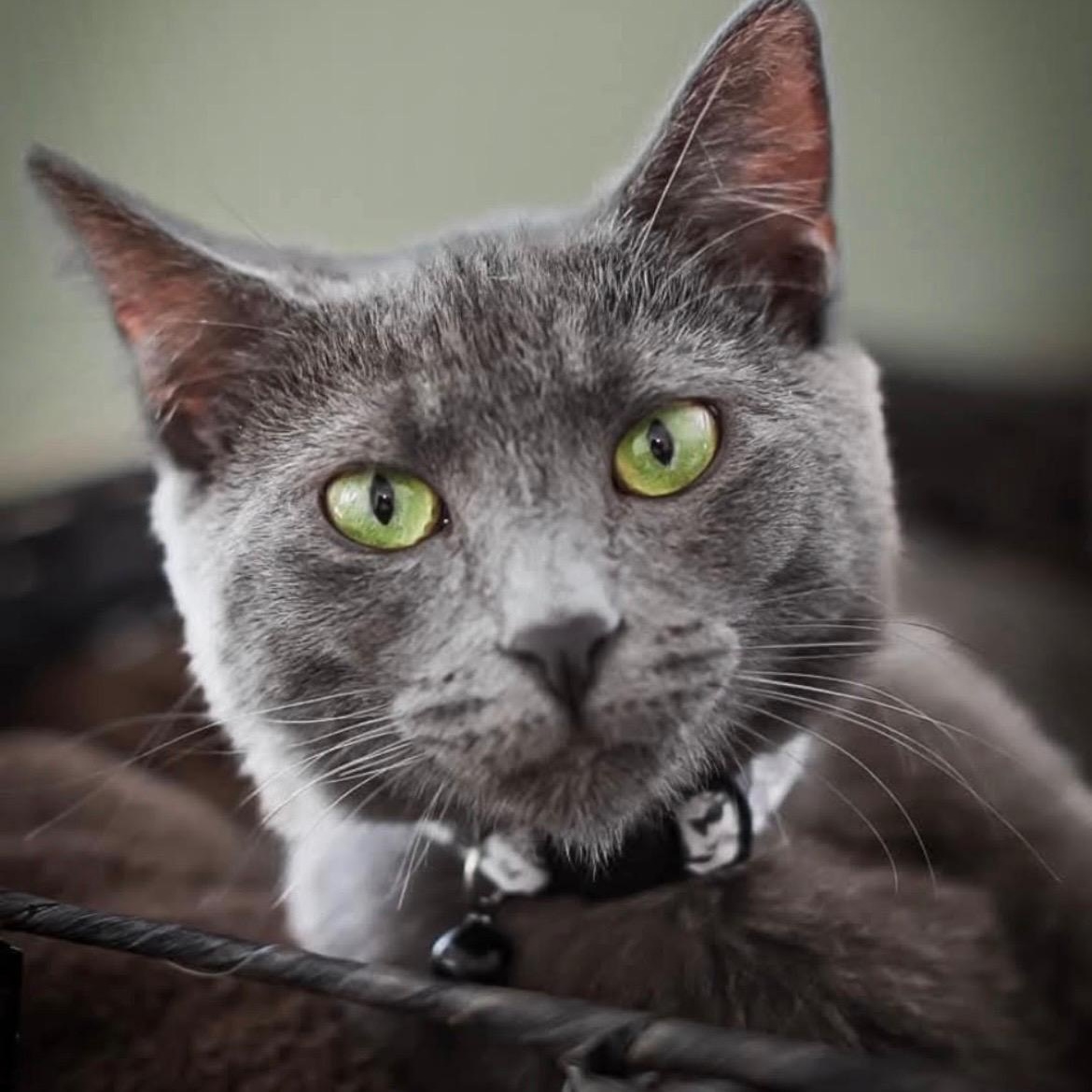 Enlarge Church & Gizmo, a Adoptable Domestic Short Hair in Sewell, NJ image 4/6