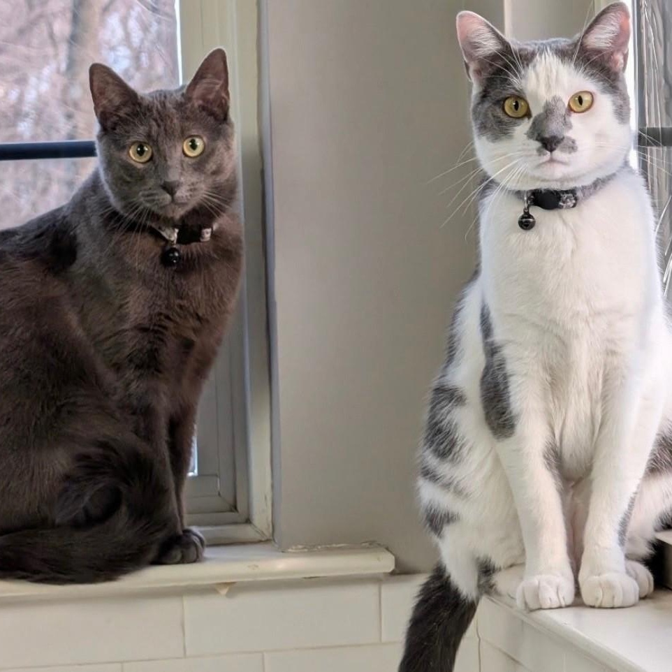 Enlarge Church & Gizmo, a Adoptable Domestic Short Hair in Sewell, NJ image 1/6