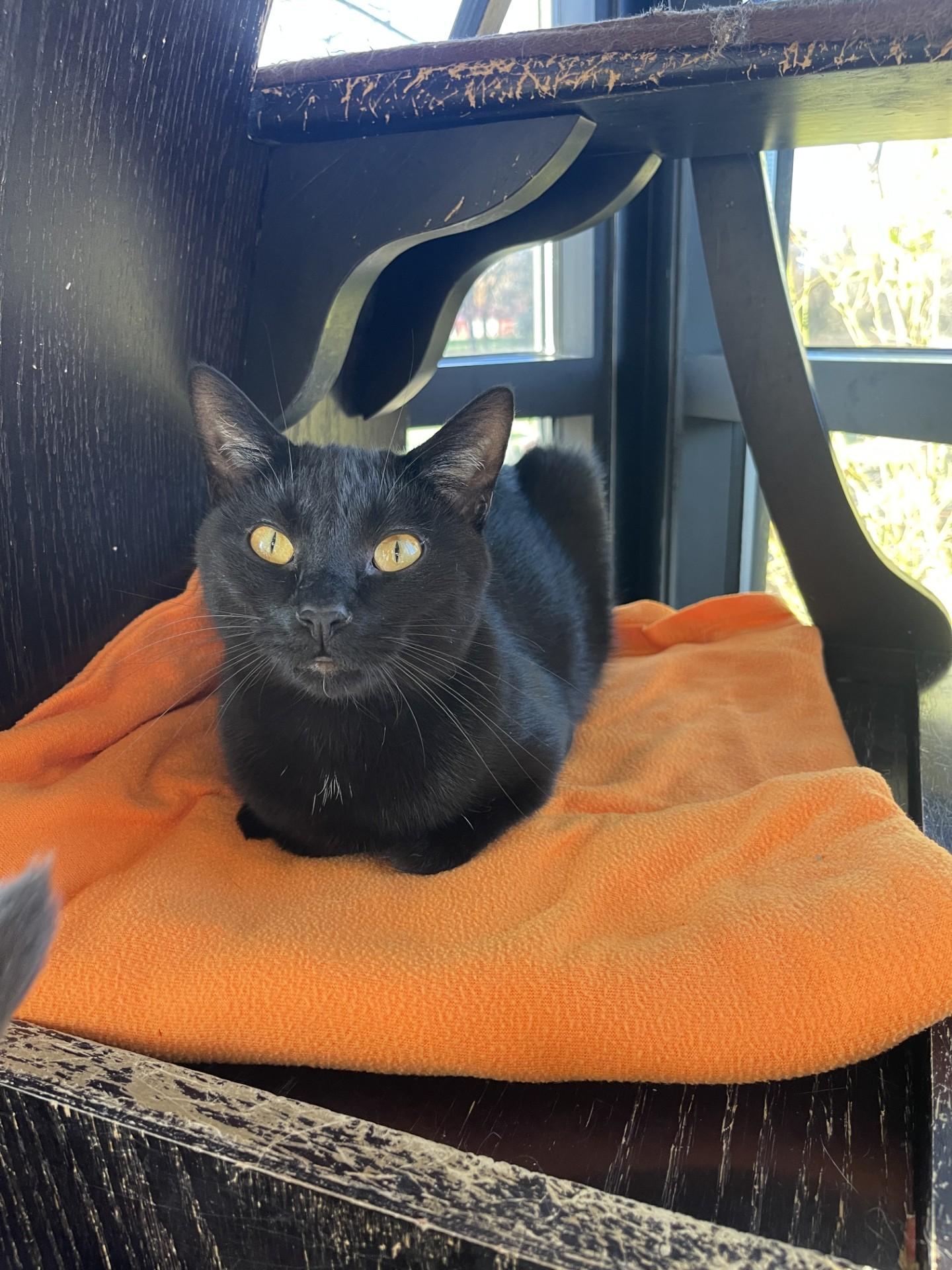 Enlarge Beck, a Adoptable Domestic Short Hair in Battle Creek, MI image 1/6