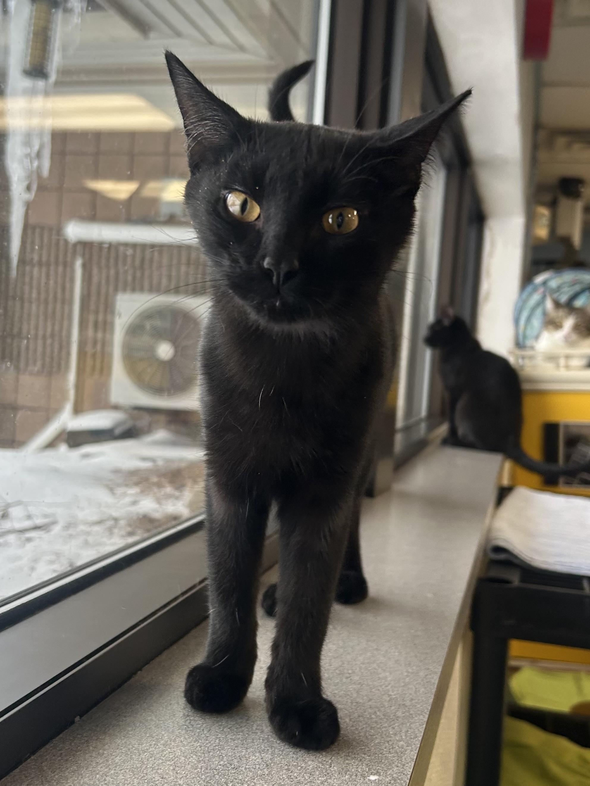 Enlarge Beck, a Adoptable Domestic Short Hair in Battle Creek, MI image 6/6