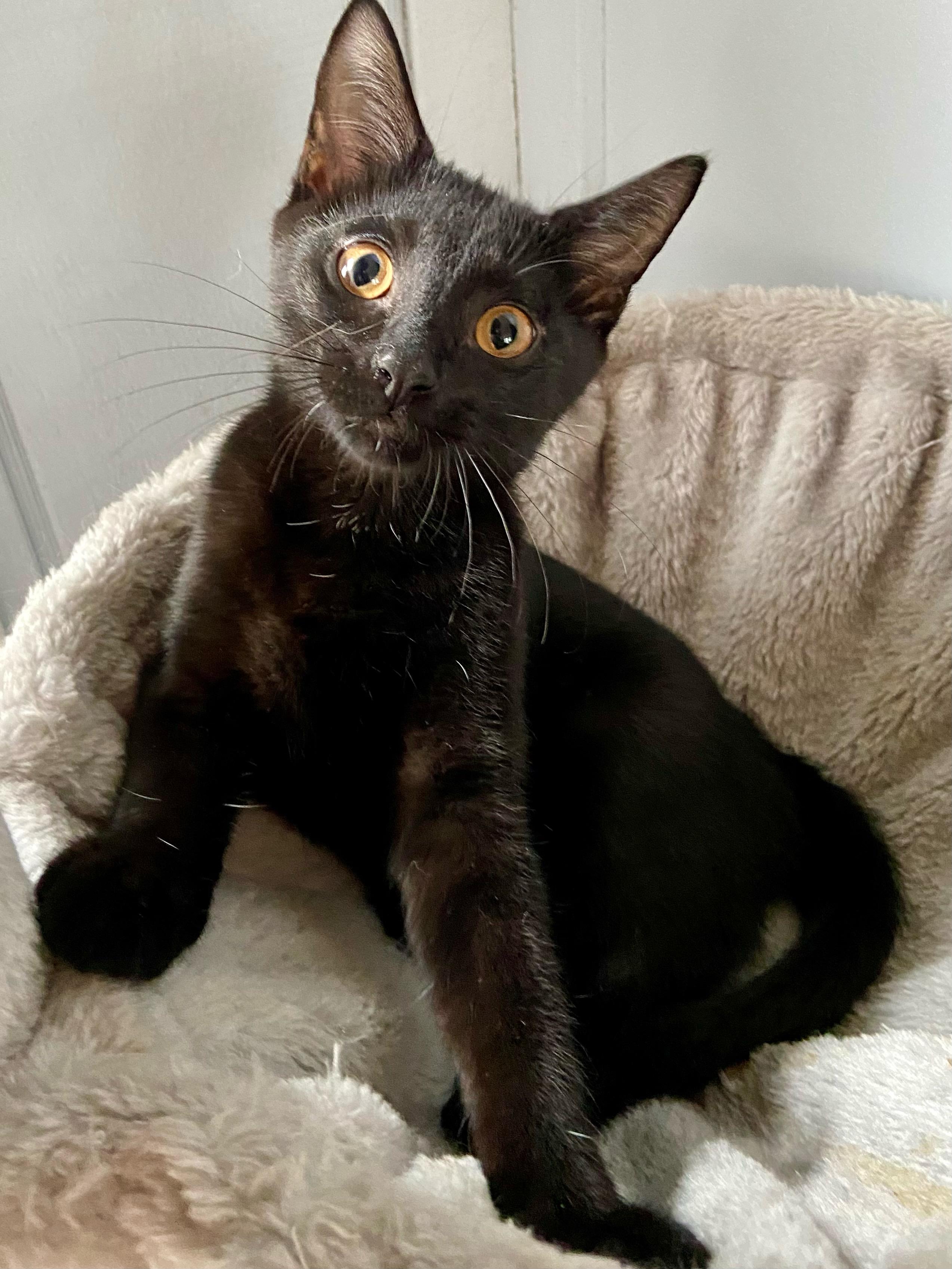 Enlarge Beck, a Adoptable Domestic Short Hair in Battle Creek, MI image 3/6