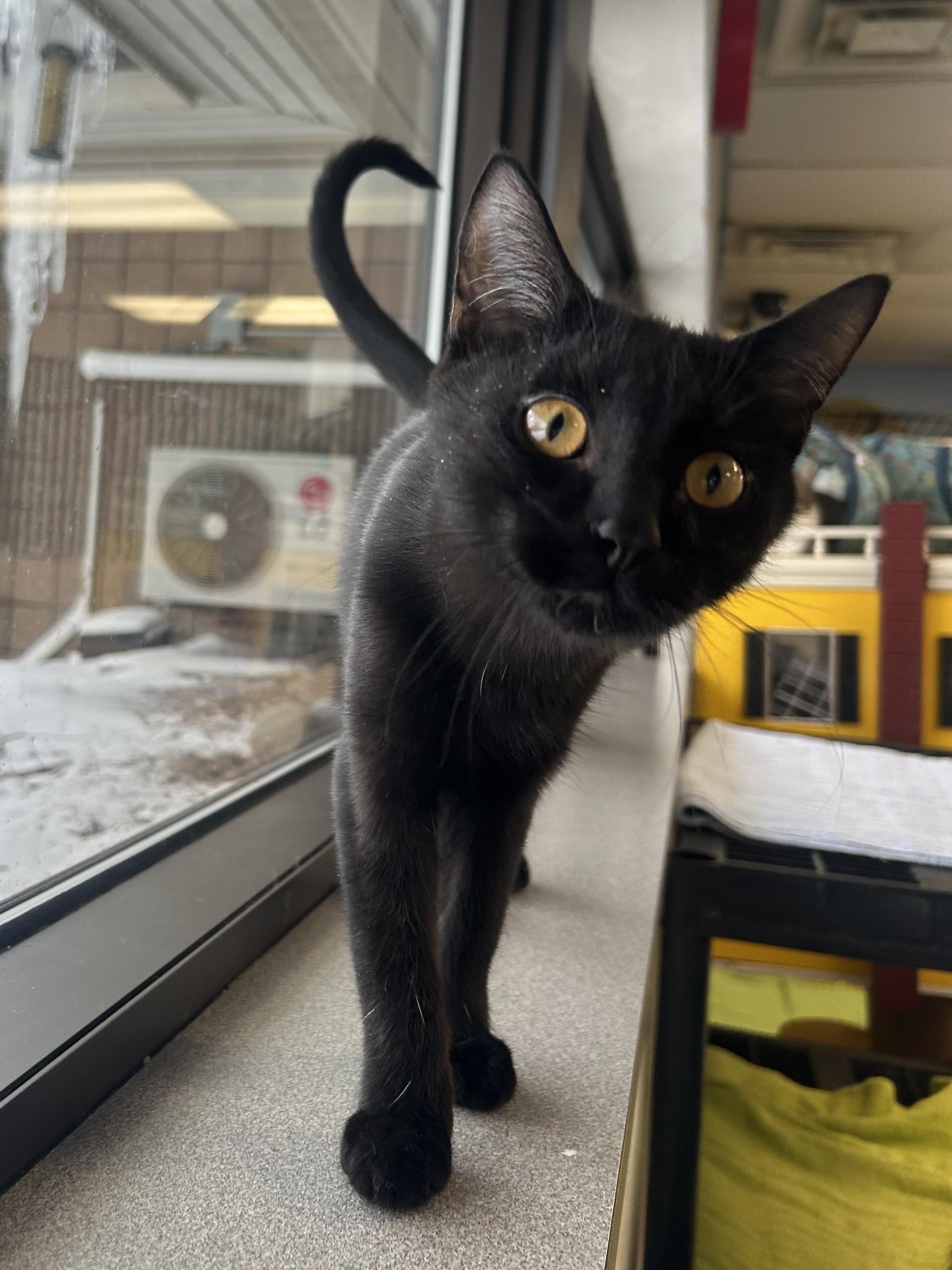 Enlarge Beck, a Adoptable Domestic Short Hair in Battle Creek, MI image 5/6