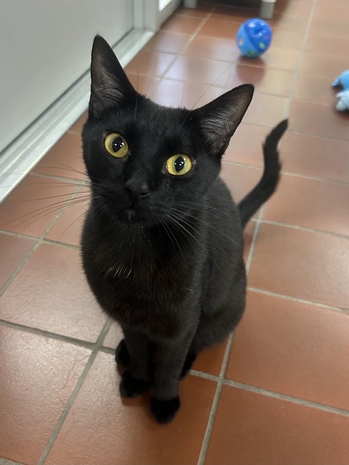 Enlarge Beck, a Adoptable Domestic Short Hair in Battle Creek, MI image 2/6