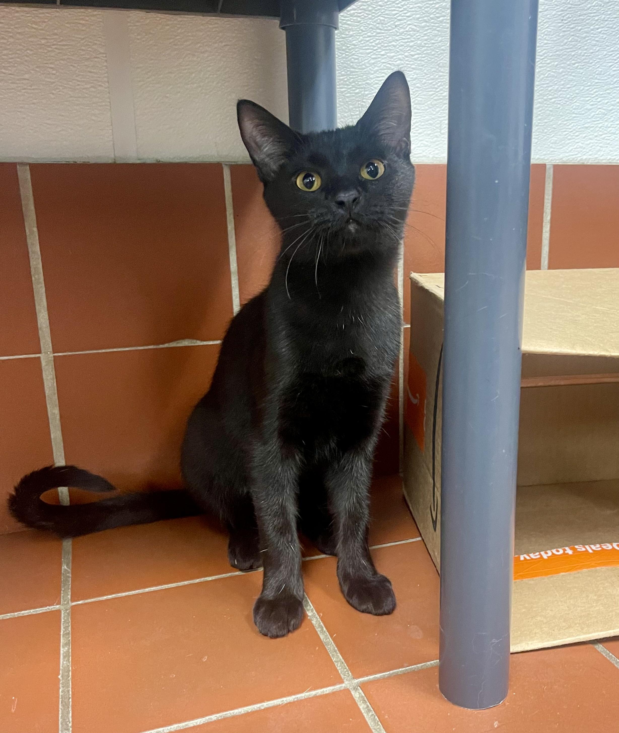 Enlarge Beck, a Adoptable Domestic Short Hair in Battle Creek, MI image 4/6