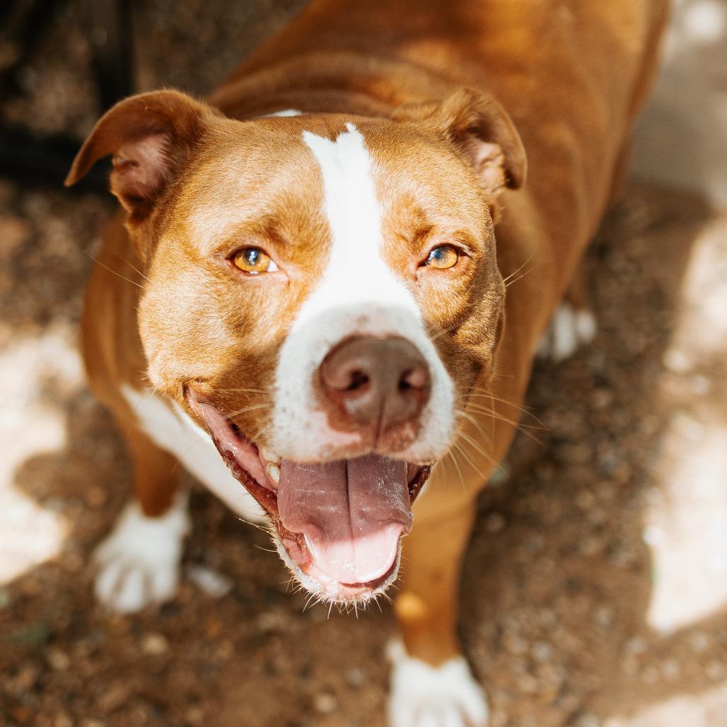 Max, Adoptable, Senior Male Mixed Breed.