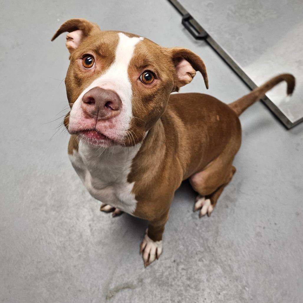 Enlarge Max, a Adoptable Mixed Breed in Duncan, OK image 2/4