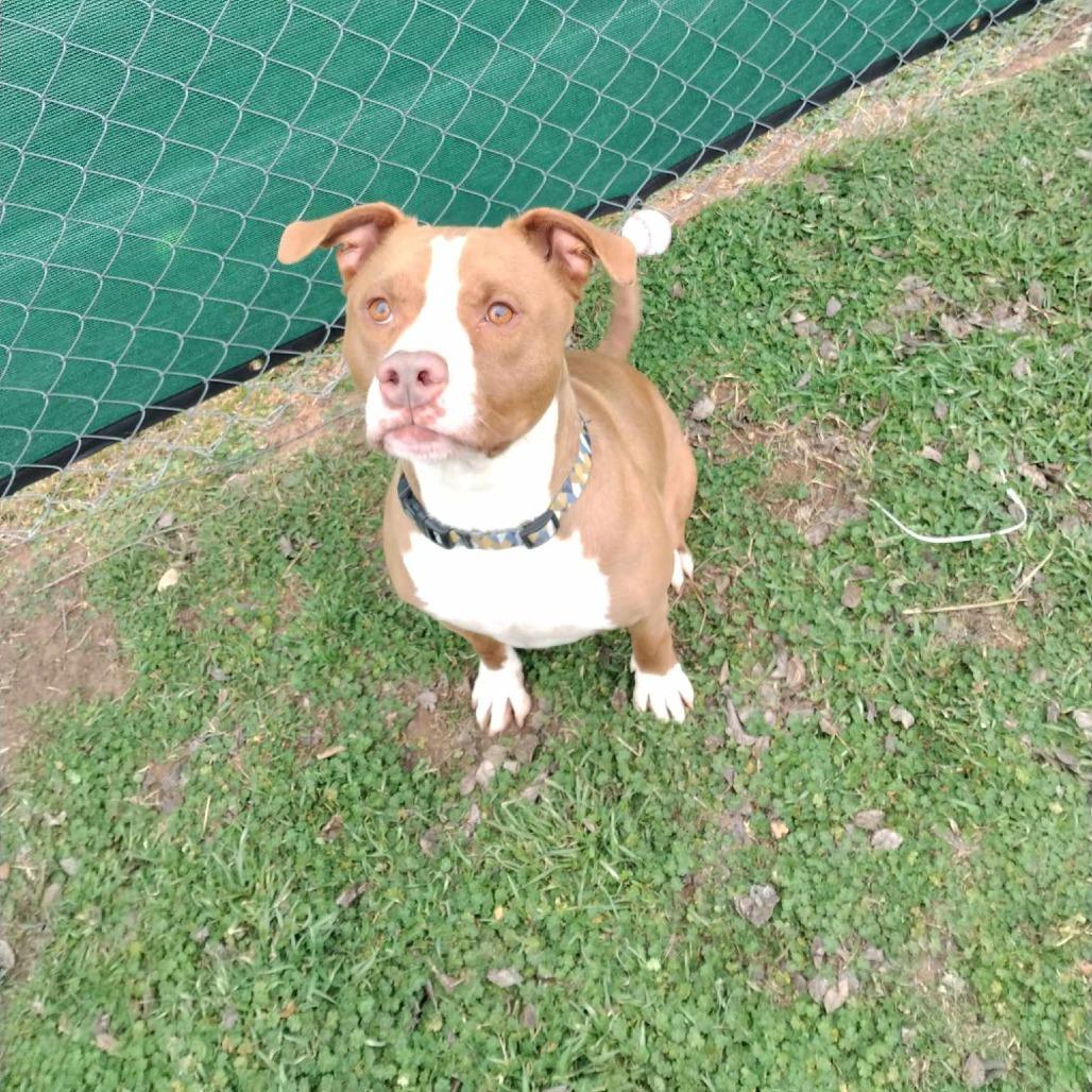 Enlarge Max, a Adoptable Mixed Breed in Duncan, OK image 3/4
