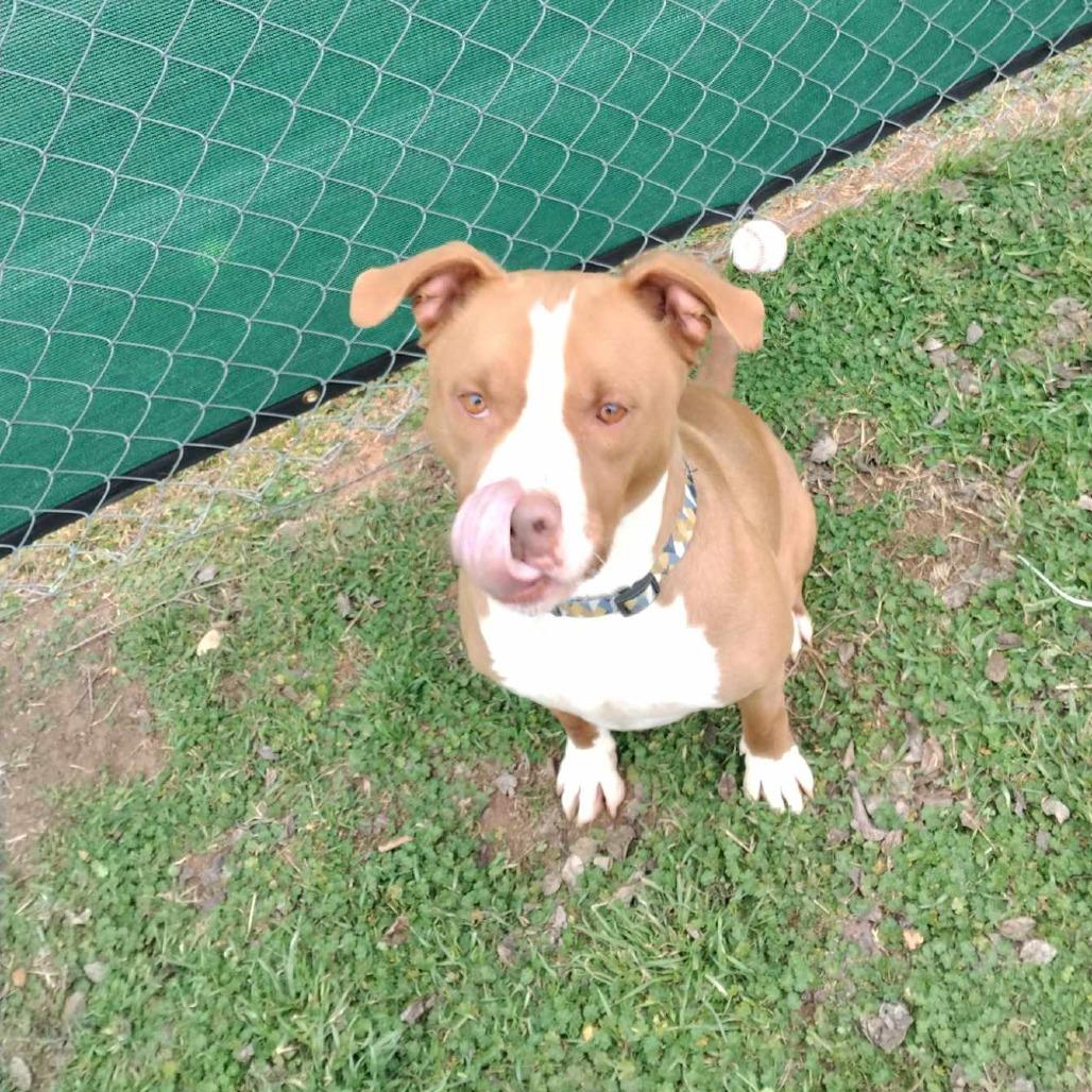 Enlarge Max, a Adoptable Mixed Breed in Duncan, OK image 4/4