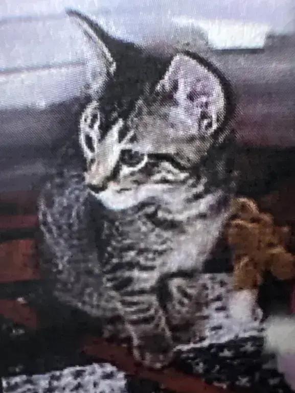 Ryoka, Adoptable, Kitten Female Domestic Short Hair.